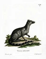 Liten indisk civet (färgad gravyr)