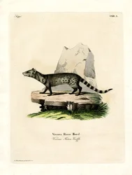Liten indisk civet (färgad gravyr)