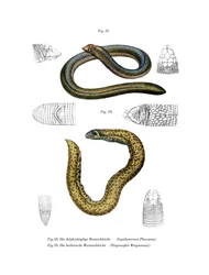 Smallhead Worm Lizard (färg litho)