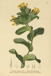 Slät honungsört (Cerinthe alpina, Cerinthe glabra subsp. glabra)