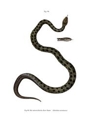 Smooth Snake (färg litho)