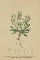 Slät nordlig klippkrasse (Braya alpina, Sisymbrium alpinum)
