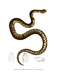 Orm (färg litho)