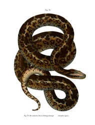Orm (färg litho)