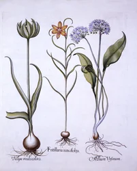 Snakes Head Fritillary, Wild Garlic and Tulip, från Hortus Eystettensis, av Basil Besler (1561-1629), pub. 1613 (handfärgad gravyr)