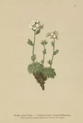 Snövit Whitlow-grass (Draba nivea)
