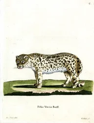 Snow Leopard (färgad gravyr)