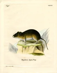 Snow Sork (färgad gravyr)