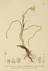 Snowdon Lily (Lloydia serotina, Gagea serotina, Lloydia alpina, Lloydia striata)