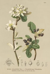 Snöig Mespilus (Aronia rotundifolia, Amelanchier ovalis)