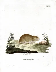 Social Sork (färgad gravyr)