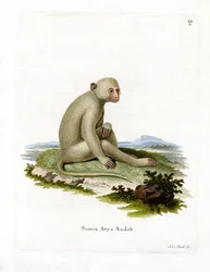 Sooty Mangabey (färgad gravyr)