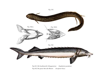 Sydamerikansk lungfisk (färg litho)