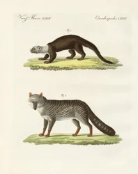 Sydamerikanska djur (färgad gravyr)