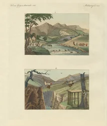 Sydamerikanska repbroar (färgad gravyr)
