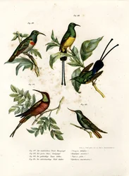 Southern Double-collared Sunbird, 1864