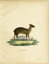 Södra Pudu