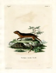 Southern Red-sided Opossum (färgad gravyr)