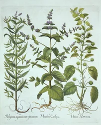 Grönmynta, romersk nässla och långbladig hästmynta, från Hortus Eystettensis, av Basil Besler (1561-1629), pub. 1613 (handfärgad gravyr)