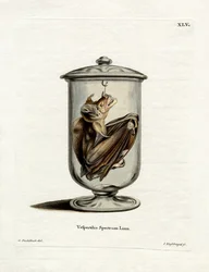 Spectral Bat (färgad gravyr)