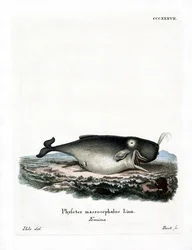 Kaskelot (färgad gravyr)