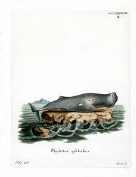 Kaskelot (färgad gravyr)
