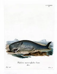 Kaskelot (färgad gravyr)
