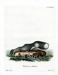 Kaskelot (färgad gravyr)