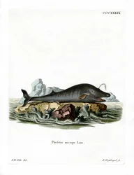 Kaskelot (färgad gravyr)