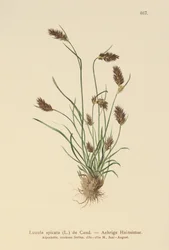 Spikig skogsbuske (Luzula spicata)
