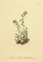 Piggad malört (Artemisia spicata, Artemisia bocconei, Artemisia genipi)