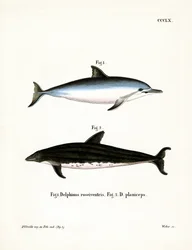 Spinner Dolphin (färgad gravyr)