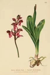 Spitzels Orchid (Orchis Spitzelii)