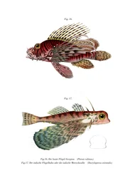 Spotfin Lionfish (färg litho)