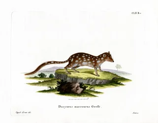 Spotted Quoll (färgad gravyr)