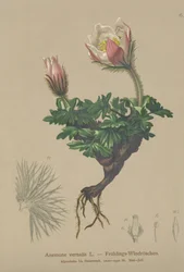 Våranemon (Anemone vernalis, Pulsatilla vernalis)