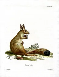 Springhare (färgad gravyr)