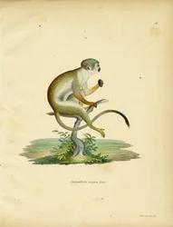 Squirrel Monkey (färgad gravyr)