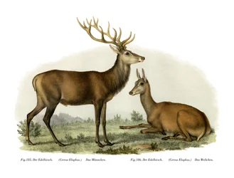 Stag, 1860
