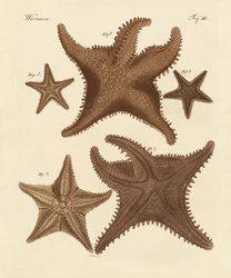 Sjöstjärna
