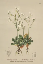 Starry Saxifrage (Saxifraga stellaris)