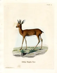 Steenbok (färgad gravyr)