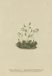 Stjärngräs (Draba stellata)