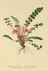 Stamlös lusseört (Pedicularis acaulis)