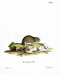 Steppe Lemming (färgad gravyr)