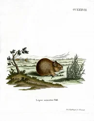 Steppe Pika (färgad gravyr)
