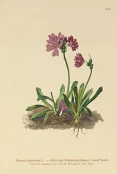 Sticky Primrose (Primula glutinosa)