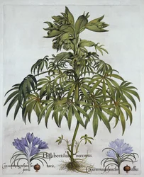 Stinkande Hellebore, och två sorters krokus, från Hortus Eystettensis, av Basil Besler (1561-1629), pub. 1613 (handfärgad gravyr)
