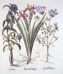 Stinkande iris, orlaya och korsörtgentiana, från Hortus Eystettensis, av Basil Besler (1561-1629), pub. 1613 (handfärgad gravyr)