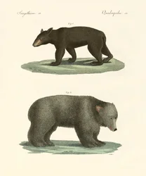 Konstiga björnar (färgad gravyr)